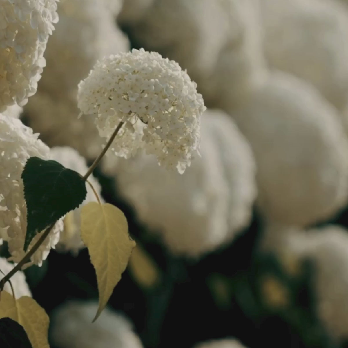 Acca Kappa Libocedro & Salvia Perfume