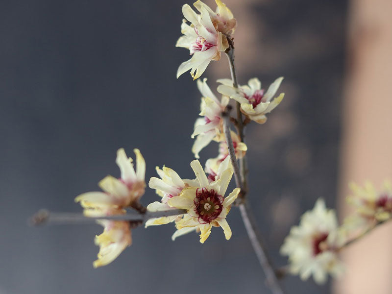 Calycanthus