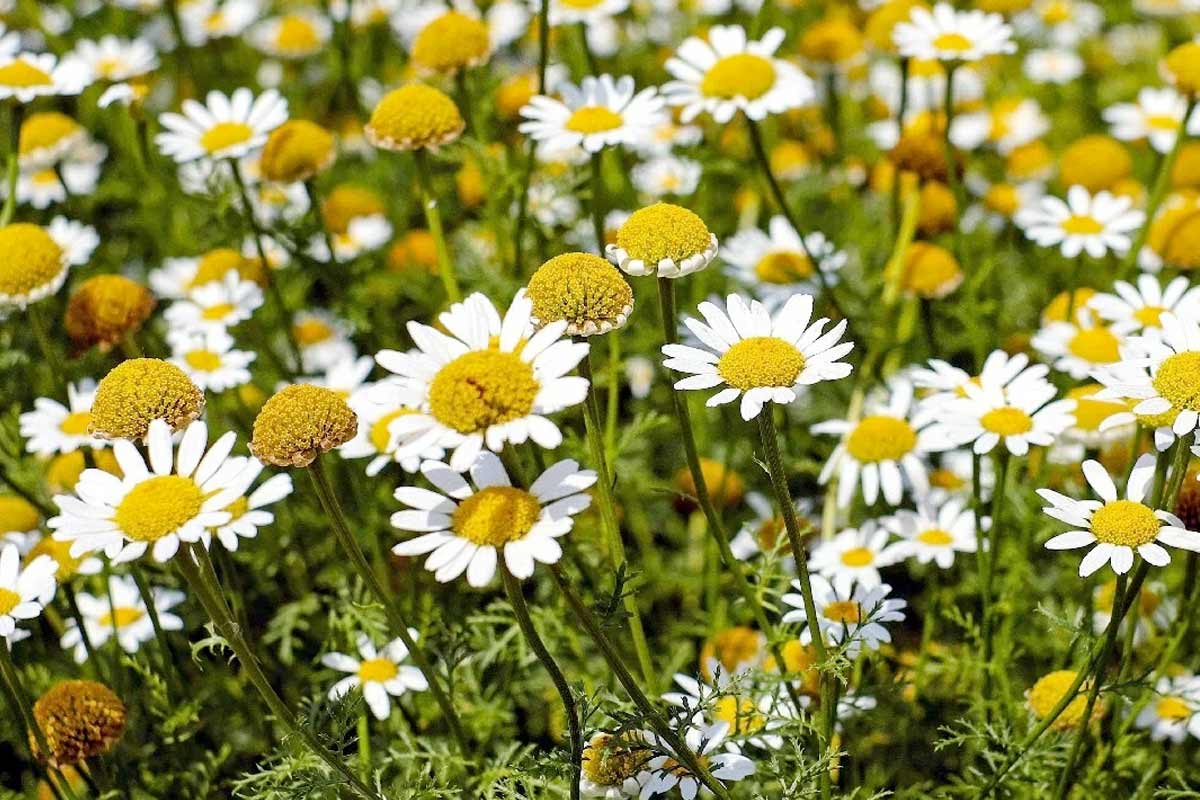 chamomile