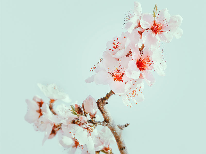 ACCA KAPPA Sakura Tokyo Home Diffuser (250ml)
