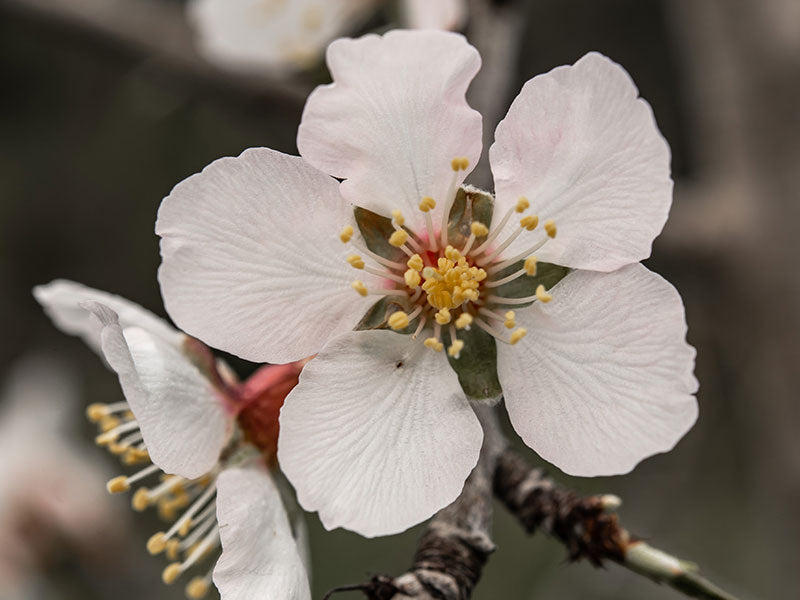 Almond Blossom