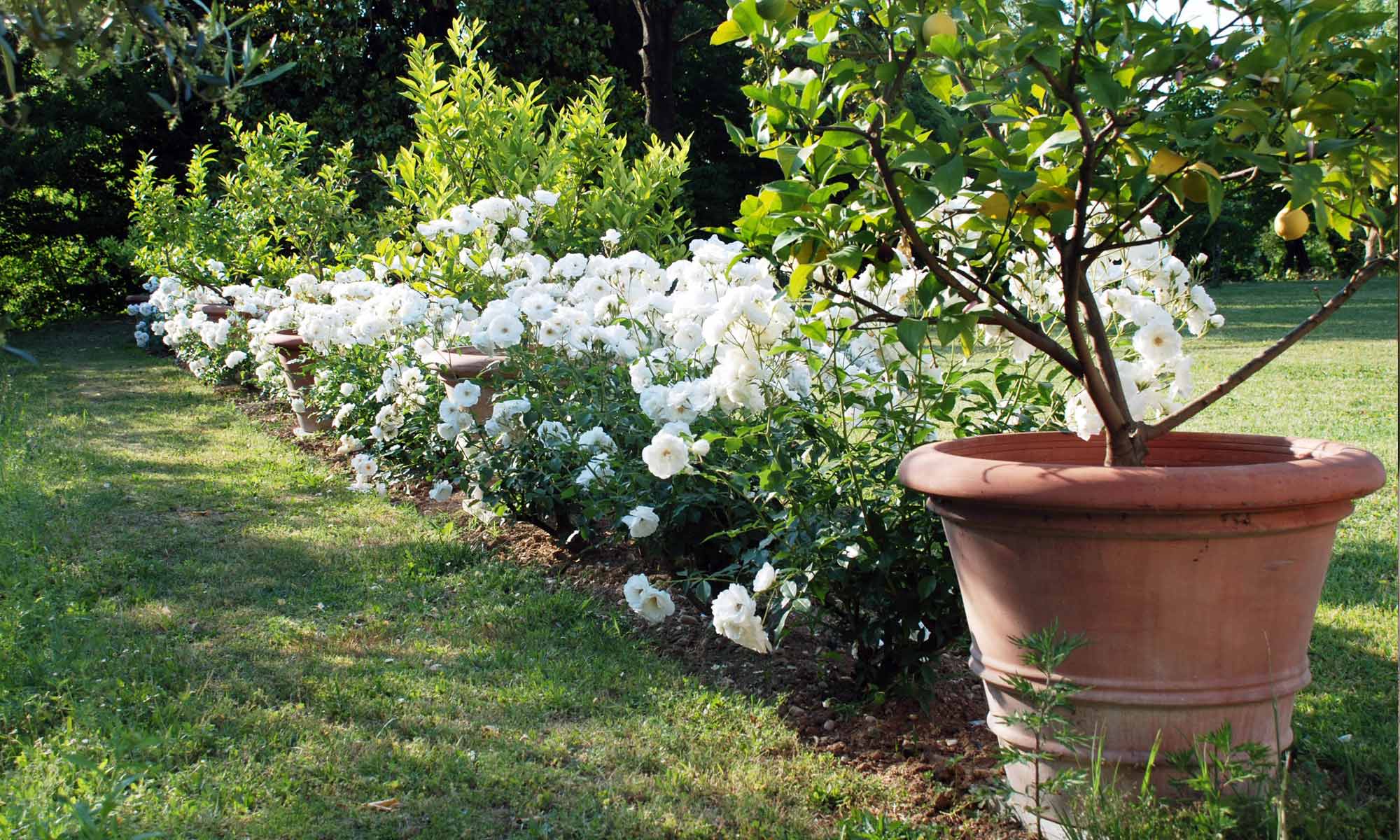 Italian garden in spring