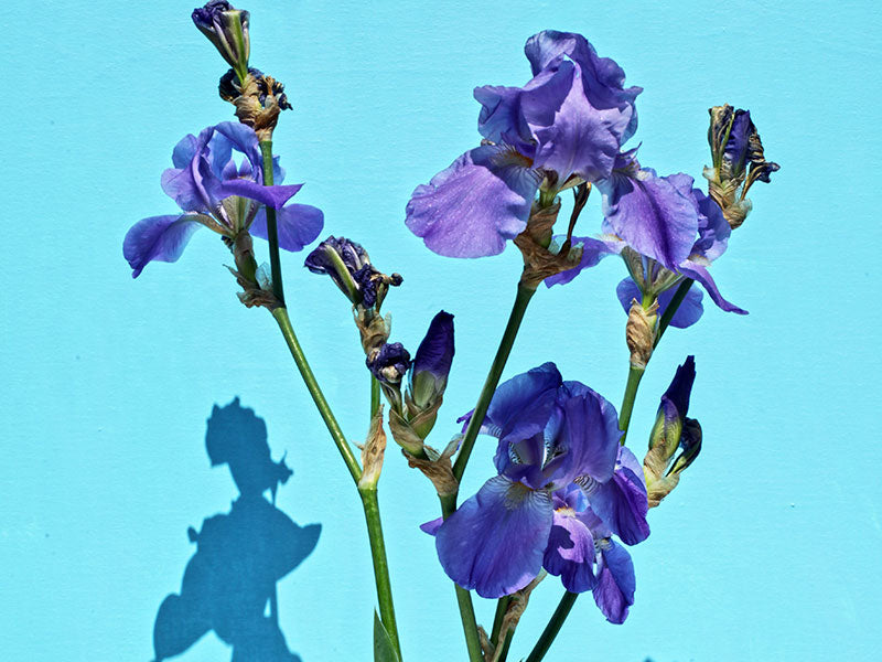 iris flower