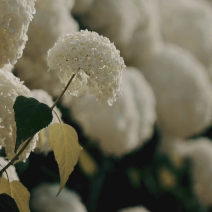 Acca Kappa Libocedro &amp; Salvia Perfume