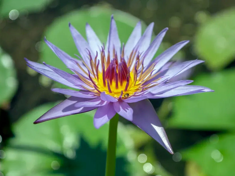 water flower