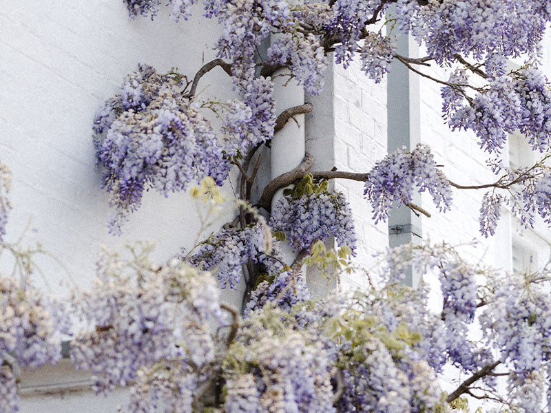 Wisteria